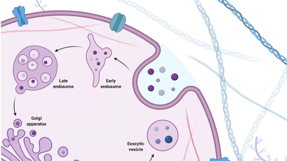 Illustration of vesivles in a cell. Drawing.