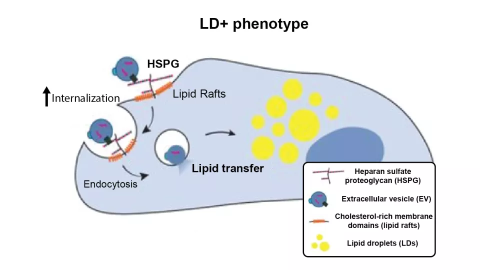 Schematic drawing of the association between uptake, HSPG and LD loaded phenotype.