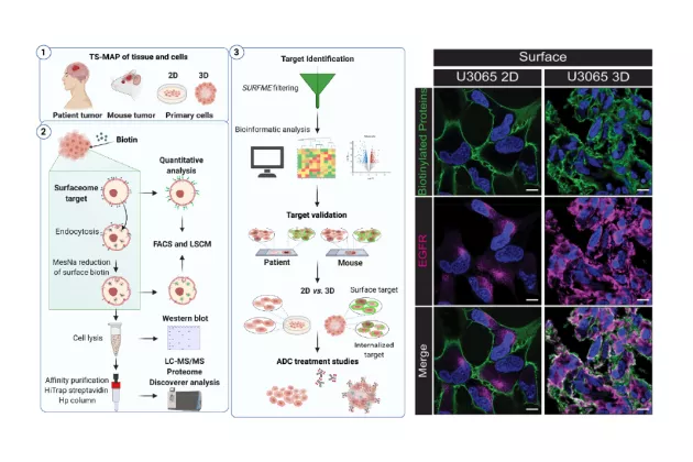 Composite image. On the right, schematic drawing of the experiment protocol. On the right, confocal images showing the EGFR abundance in 2D and 3D cultured glioma cells.